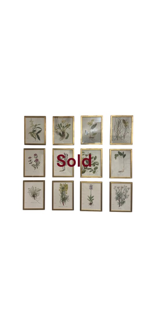 Framed Botanicals by Niki Goulandris, 12 available